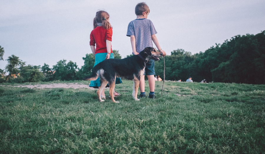 dog-friendly